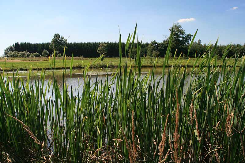 Augensee (Schleiz, Thüringen)