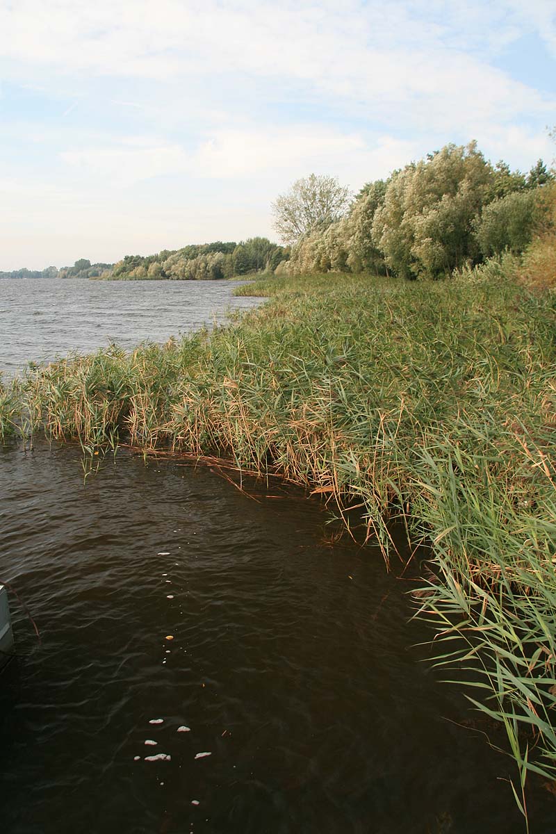 Senftenberger See (Senftenberg, Brandenburg)