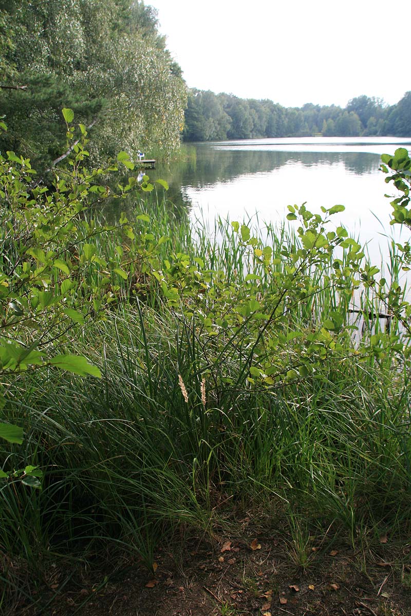 Kleiner Tonteich (Bestensee, Brandenburg)