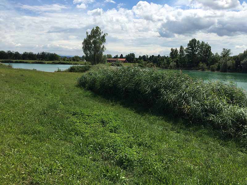 Trasdorfer See (Trasdorf, Niederösterreich)