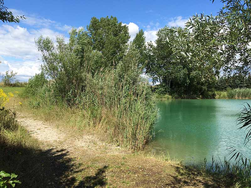 Trasdorfer See (Trasdorf, Niederösterreich)