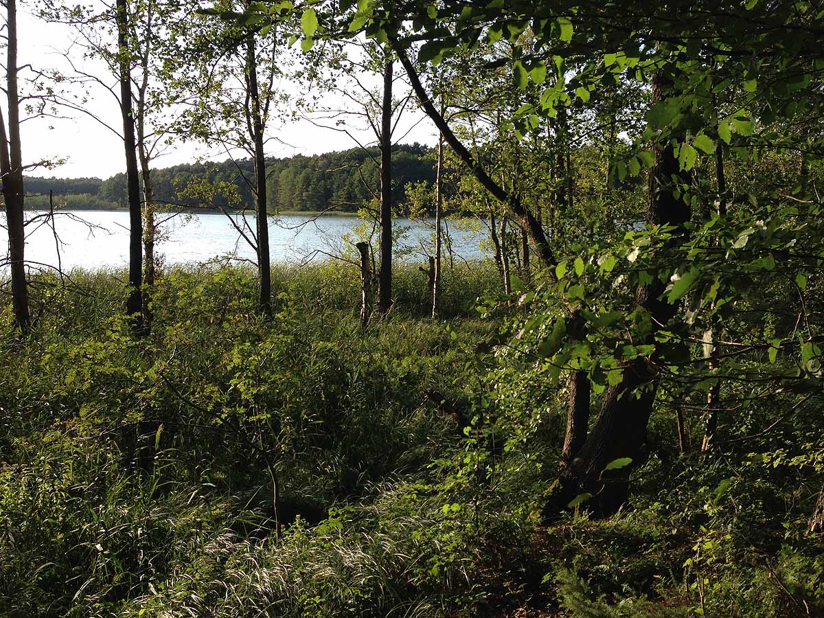 Mittelprendensee (Prenden, Brandenburg)